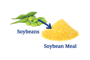 Soybeans-to-Soybean-Meal_Ingredient-pics-for-web.png