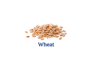 Wheat_Ingredient-pics-for-web.png