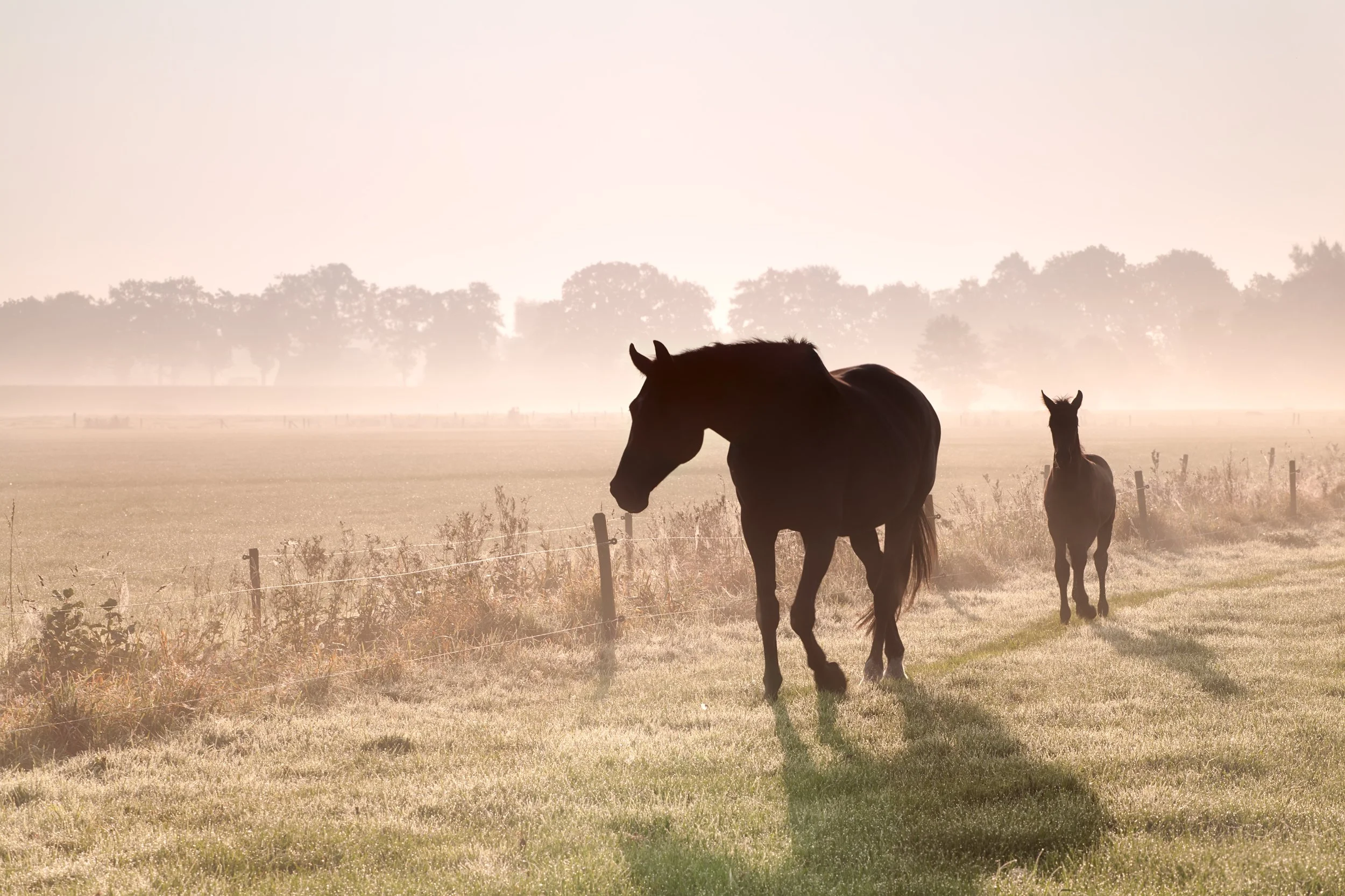 Feeding the ageing horse in winter: how to keep weight on when the weather turns cold
