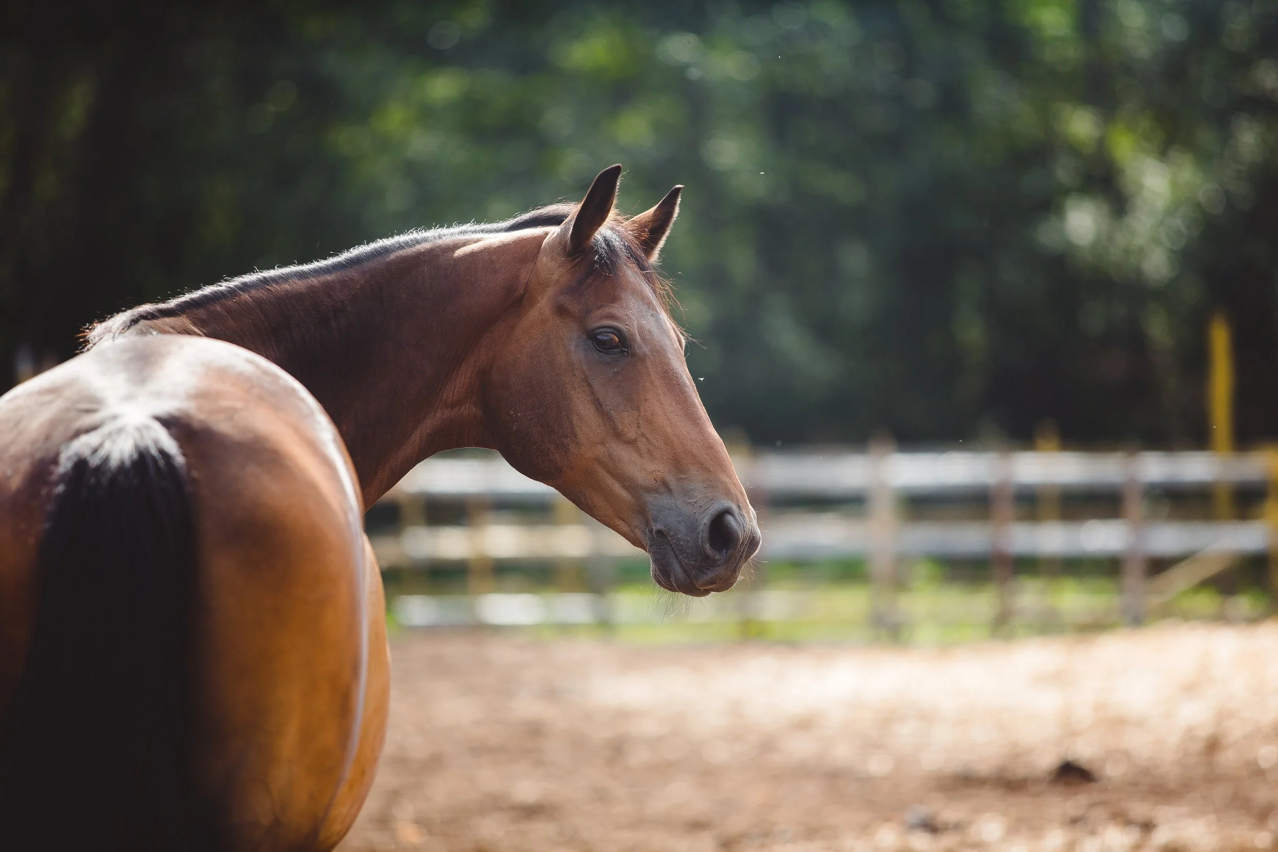 How can you keep your horses healthy in persistently wet conditions?