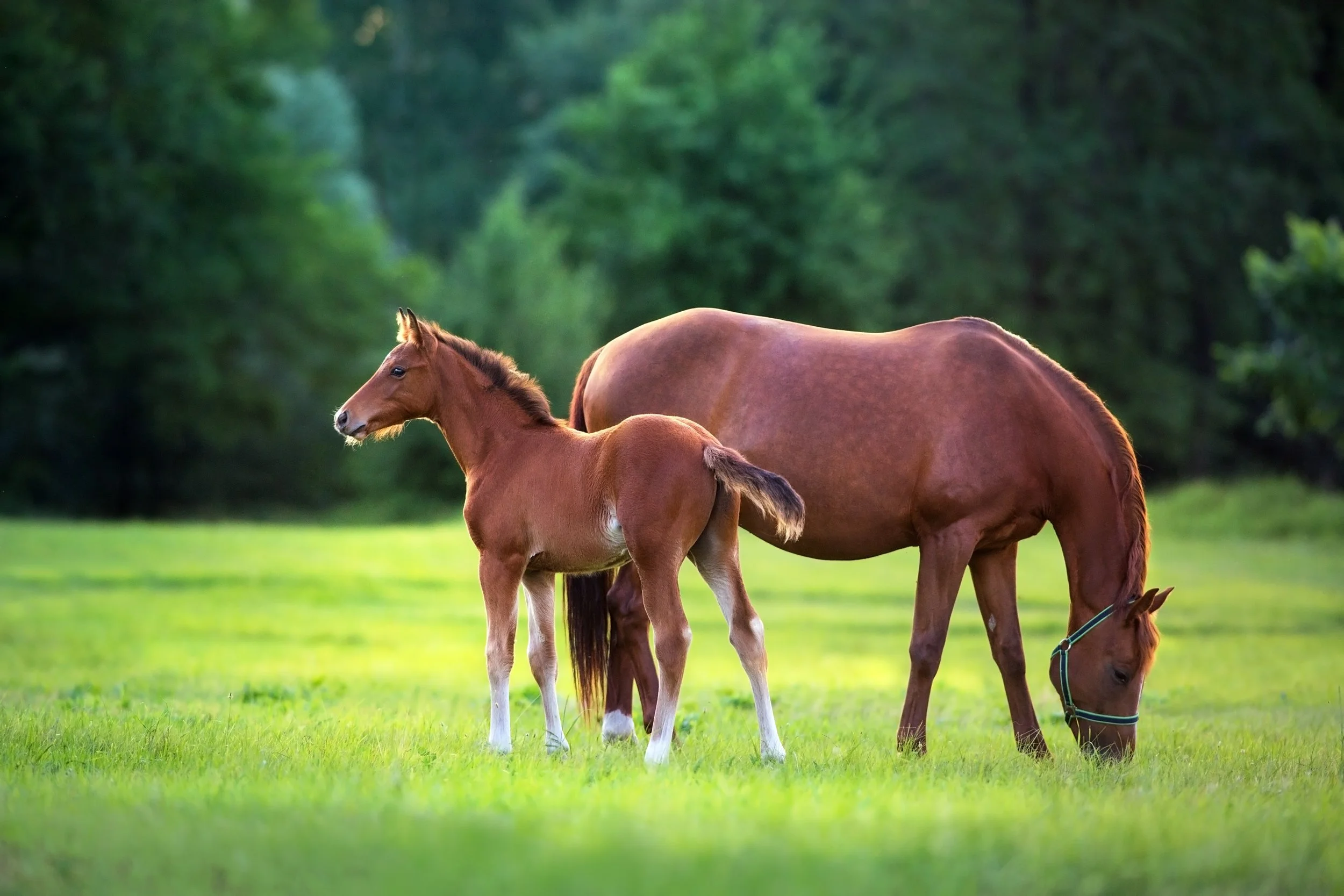 Why do some horses refuse their feed and what you can do about it