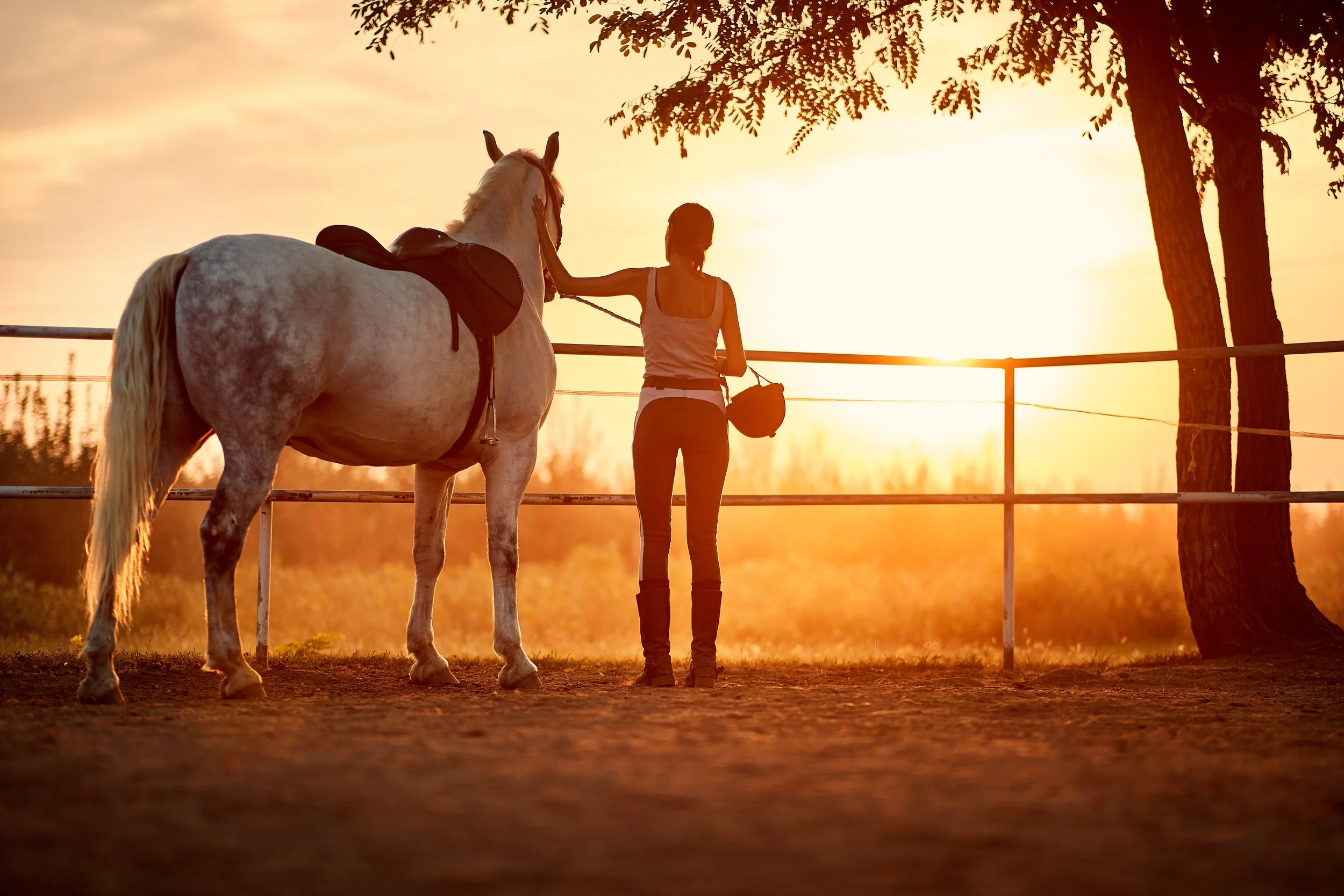 Are You Feeding Your Senior Horse the Right Way?