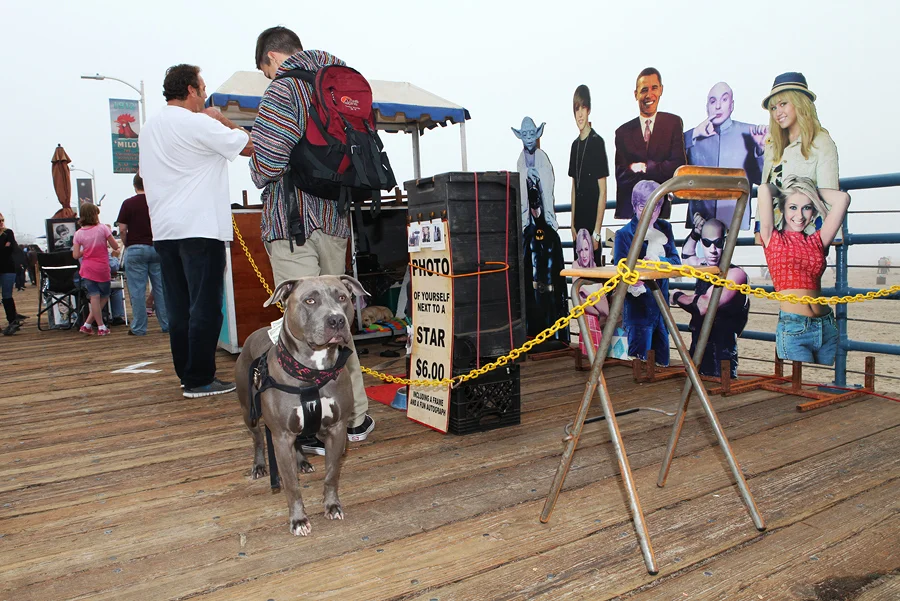 PageImage-501402-4519979-dogstarnew.jpg