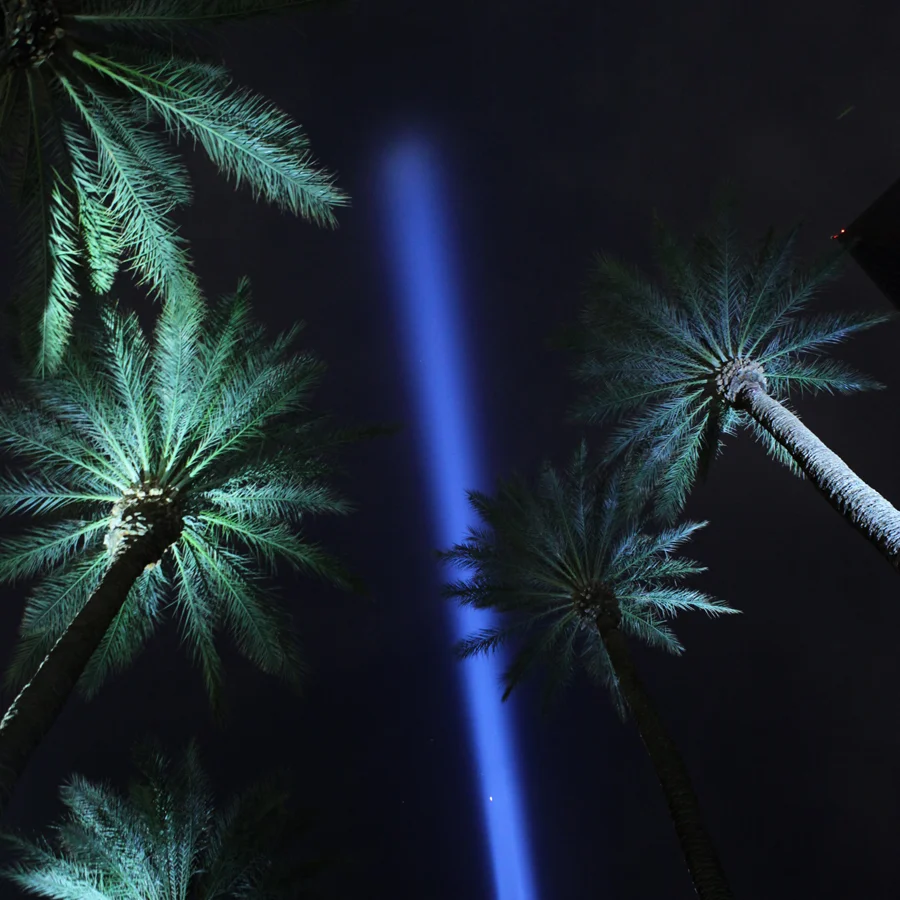 nbvegaspalms.jpg