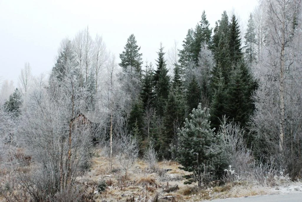 Frostig skog