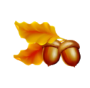 Autumn+Acorn.png