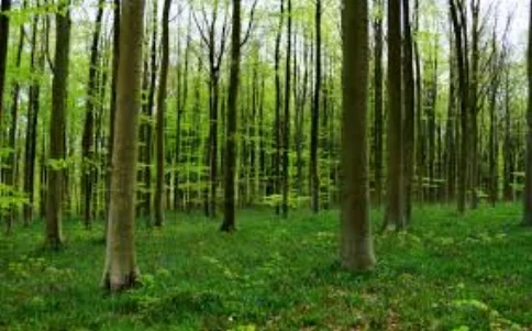 trees.jpeg