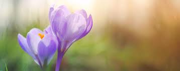 flower in grief.jpeg