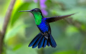 hummingbird blue.jpeg