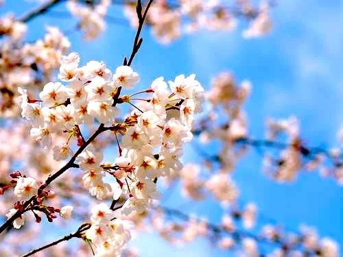 Cherry Tree Bossoms.jpeg