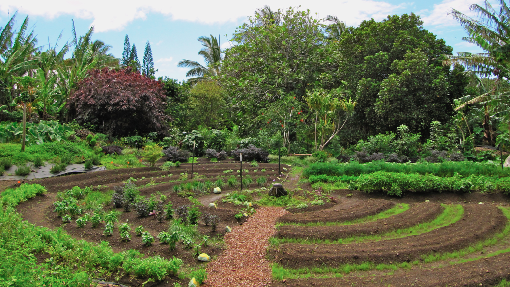 permaculture gardens