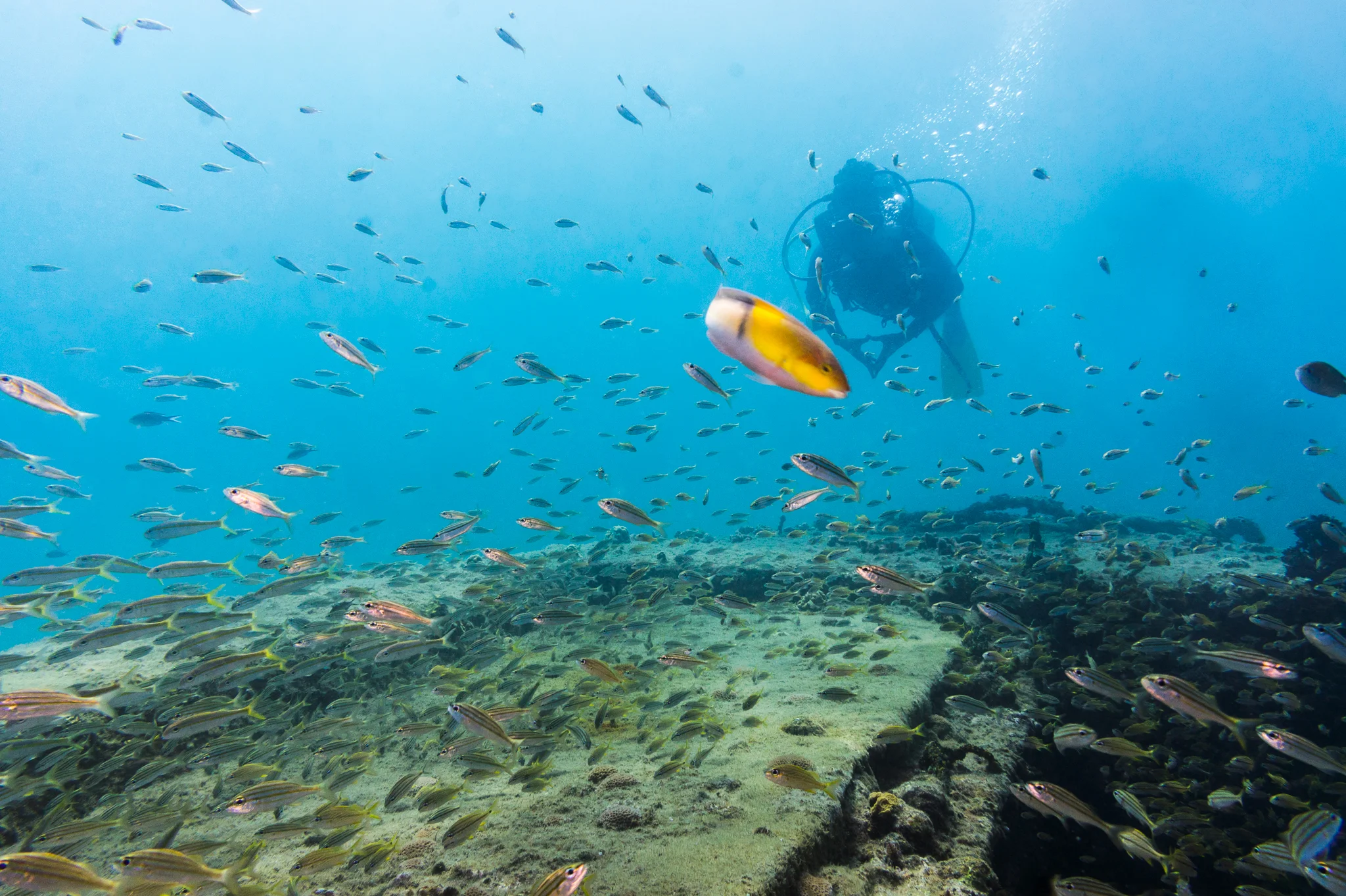  Scuba Yoga Day Retreat (Grenada)