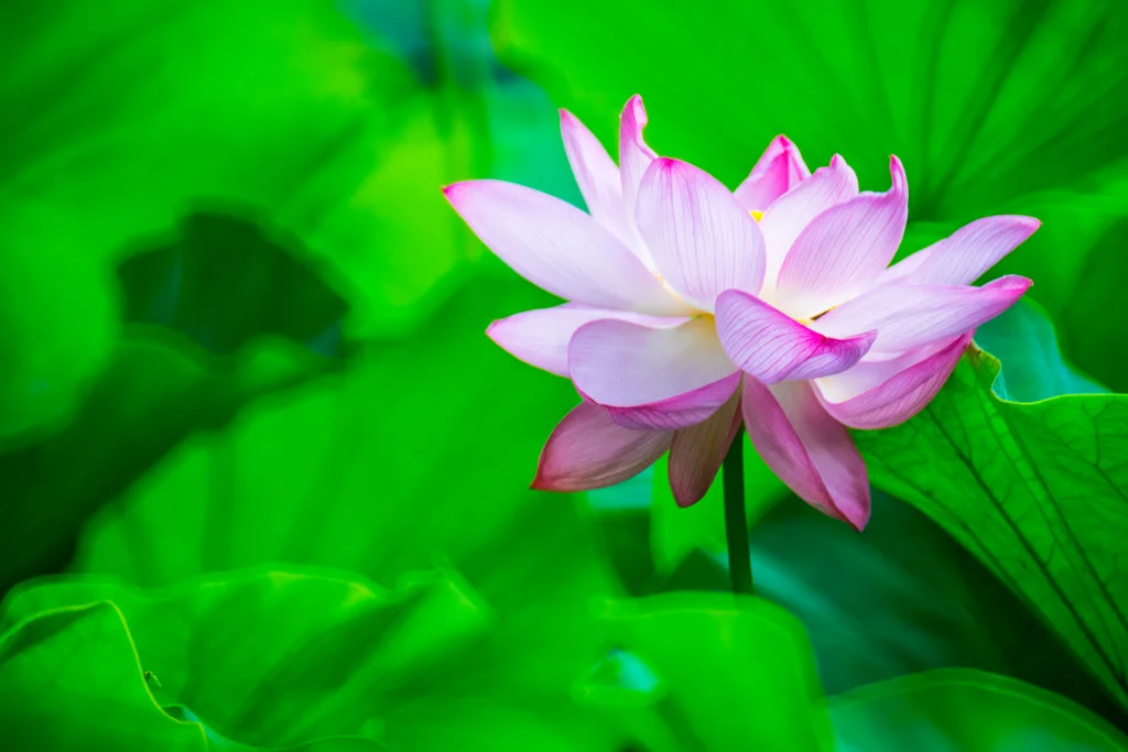 lotus-flower-2.jpg