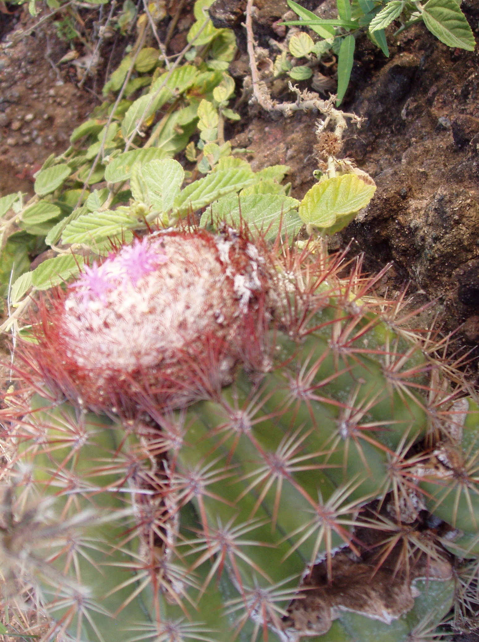 PB070039 cactus flowers.jpg