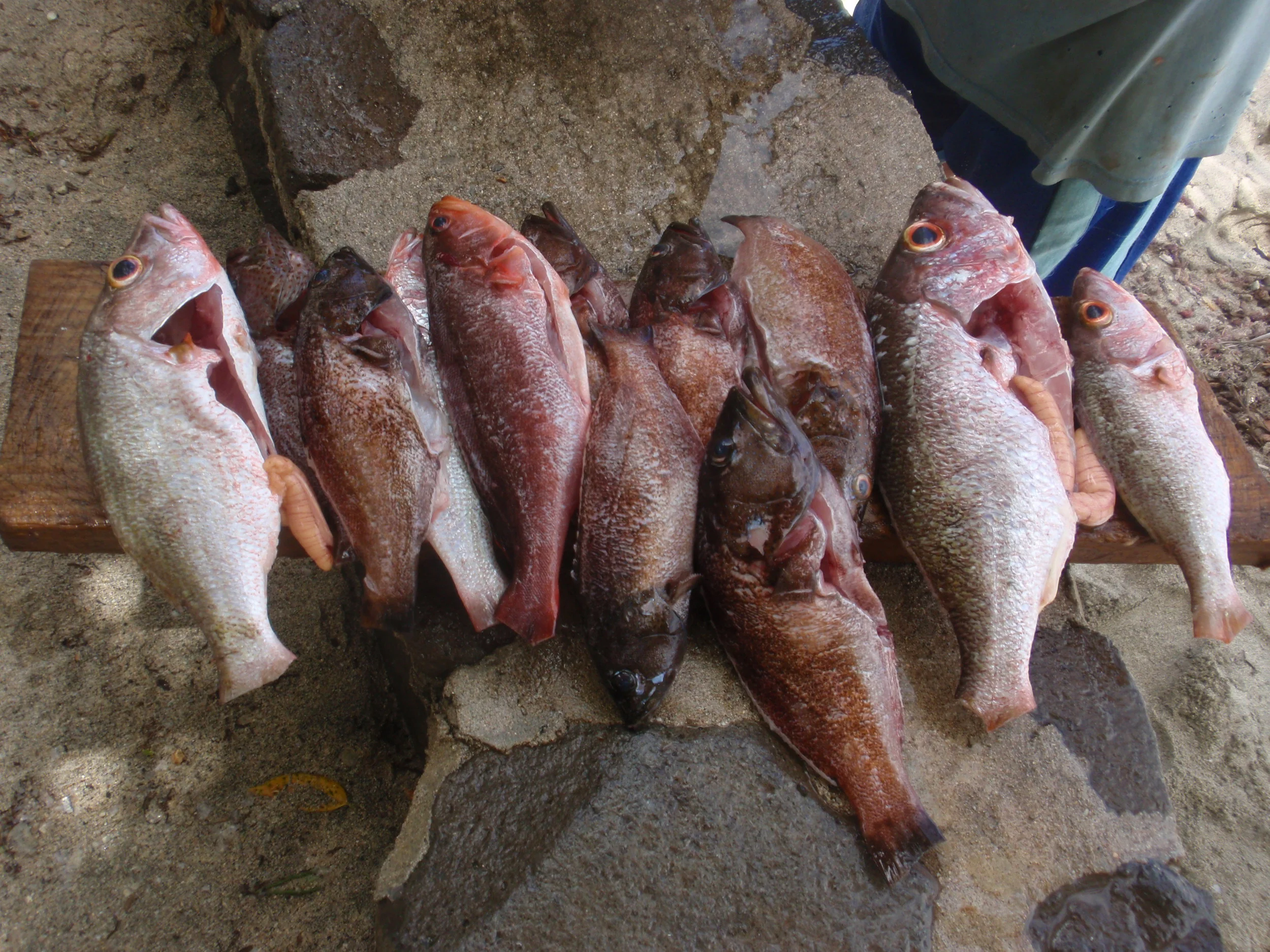 A morning's catch