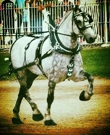 Big D trot.jpg