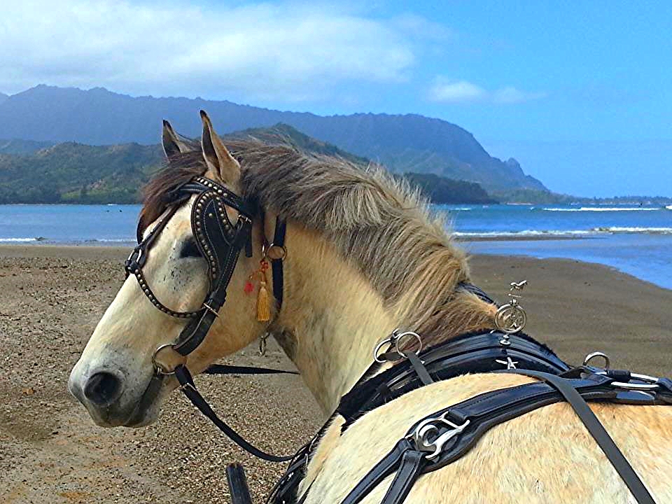 D'artagnon at beach.jpg