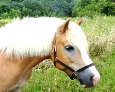 Marvelous Mozart, the mischievous ("Kolohe" /ko-low-hay) , sweetheart ( "Ipo" / ee-po) and "da kine" pony.