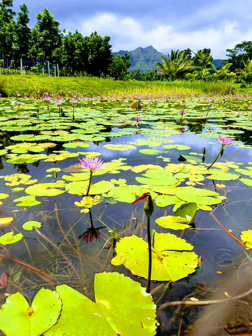 lily pond.jpg