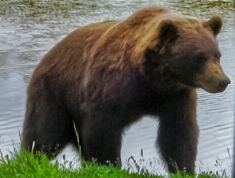 Bear - Alaskan Wildlife Conservation Center