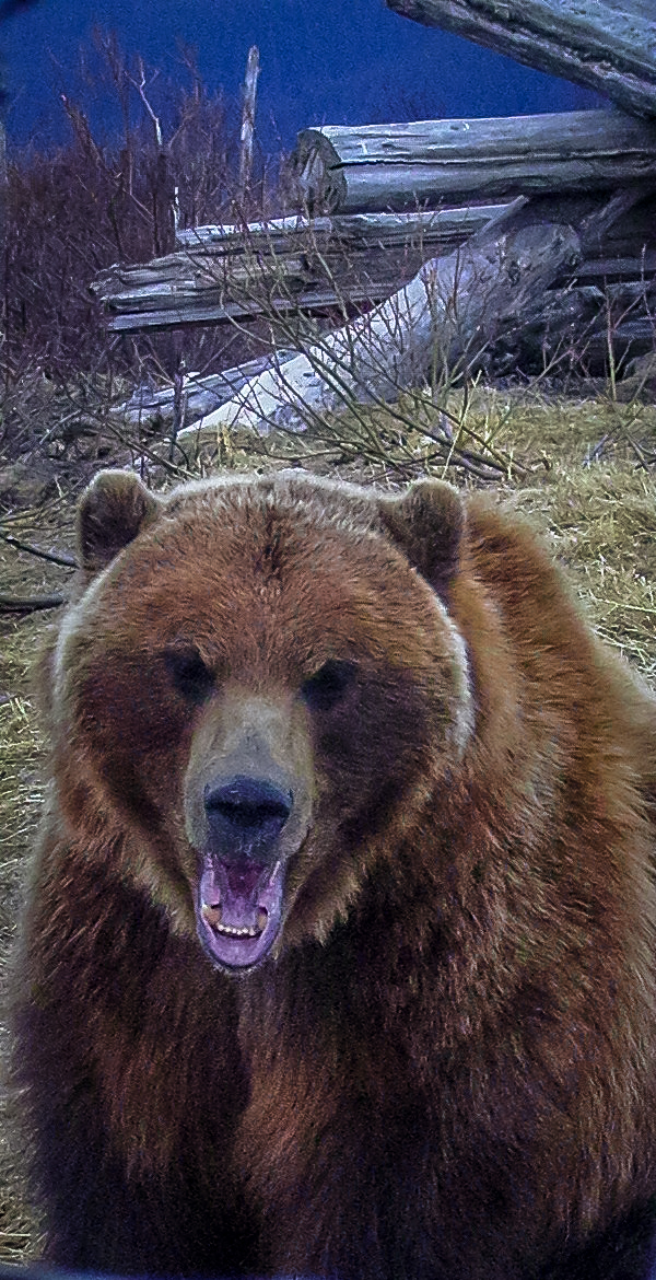 Bear - Alaskan Wildlife Conservation Center