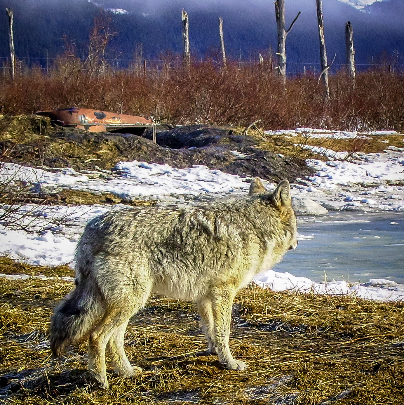 Coyote - Alaskan Wildlife Conservation Center
