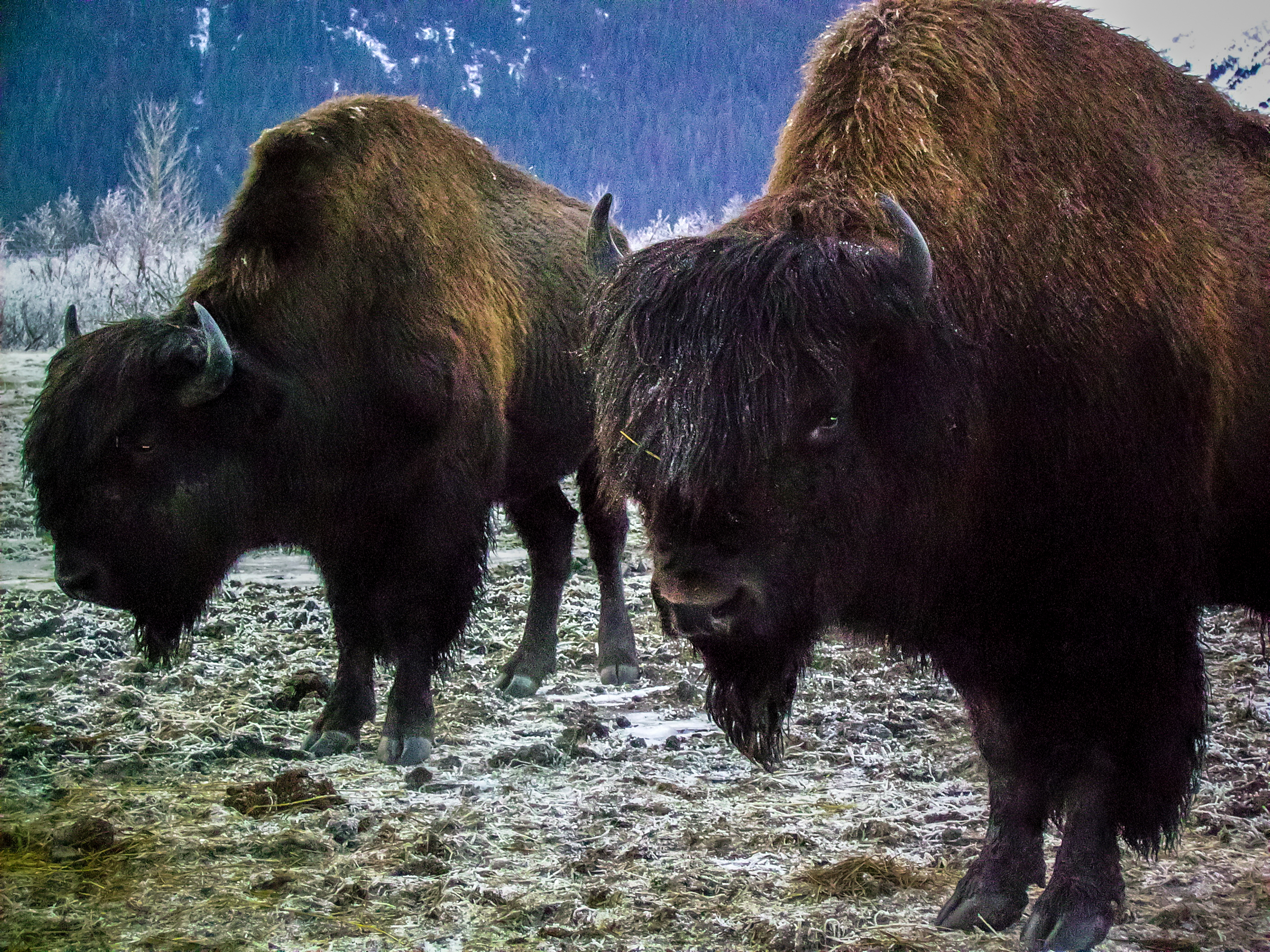 Bison - Alaskan Wildlife Conservation Center