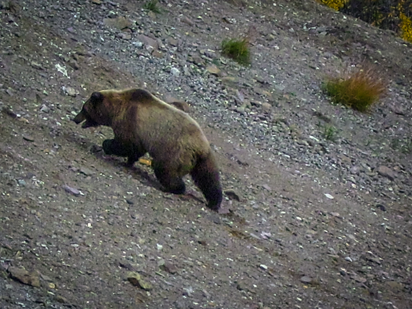 Denali Park