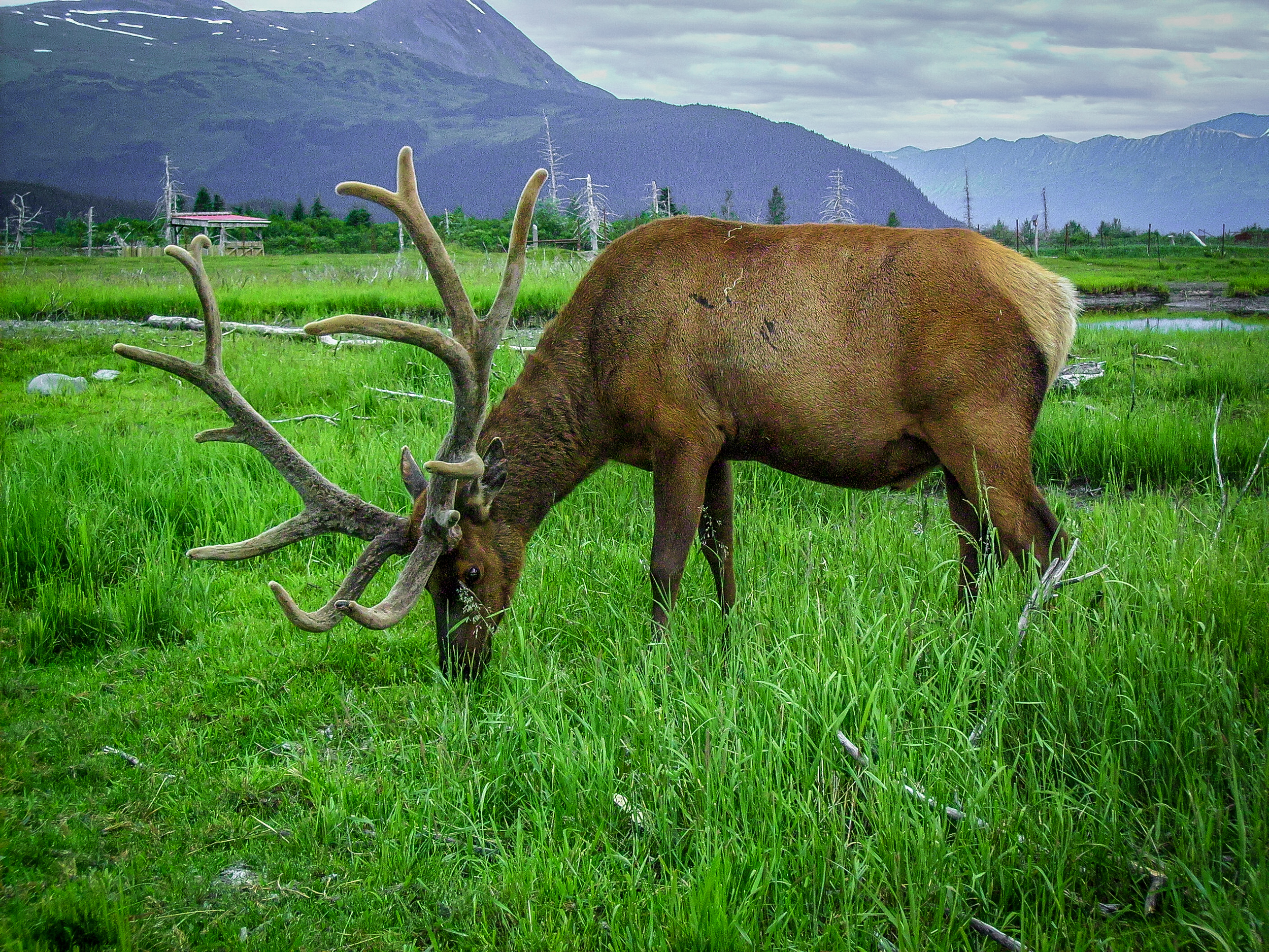 Elk - Alaskan Wildlife Conservation Center