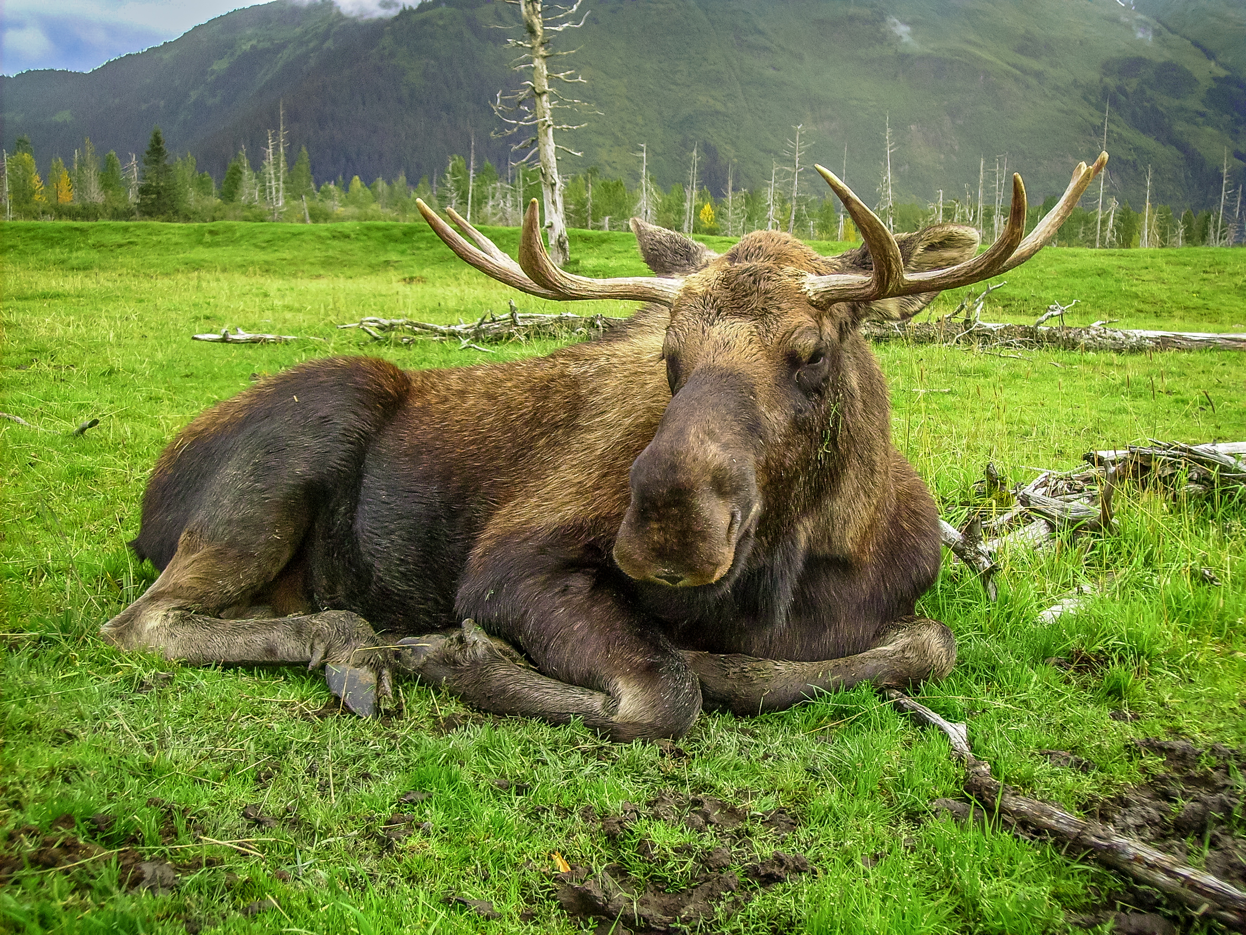 Moose - Alaskan Wildlife Conservation Center
