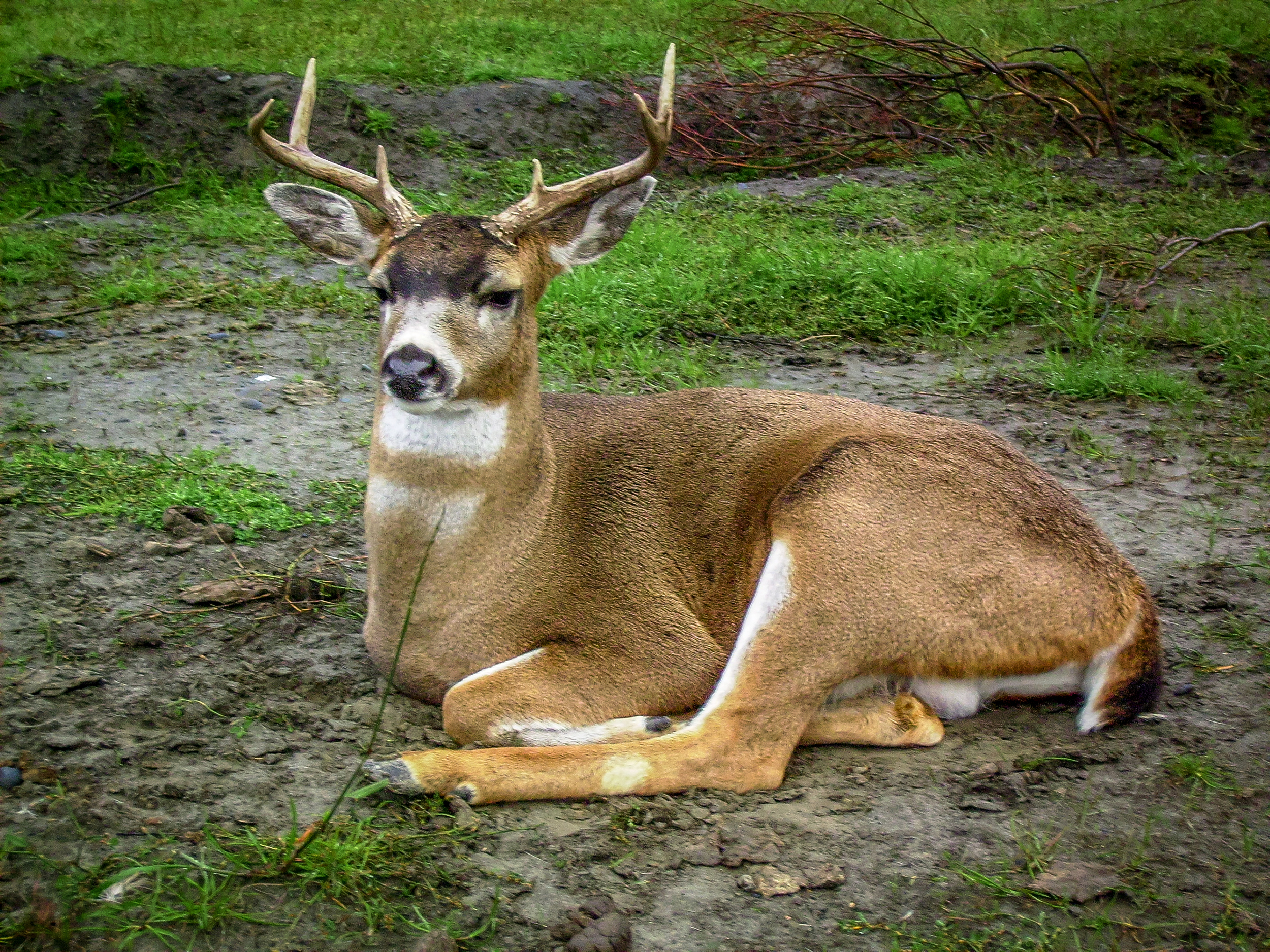 Sitka Black Tailed Deer - Alaskan Wildlife Conservation Center