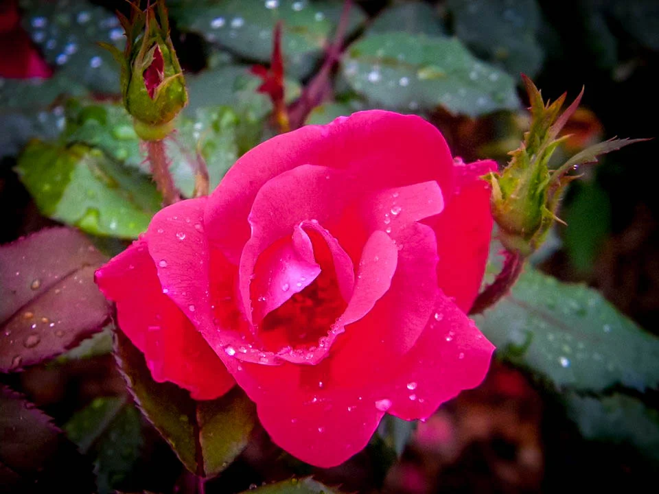 ntp rose.jpg