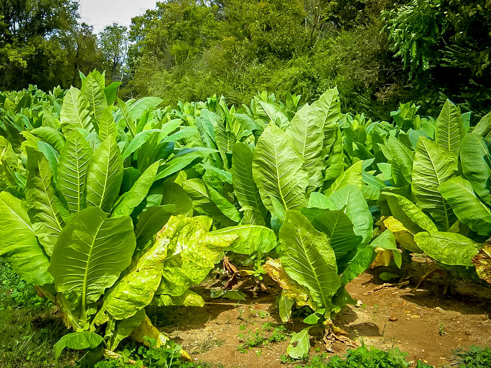 Tobacco Farm mm 401