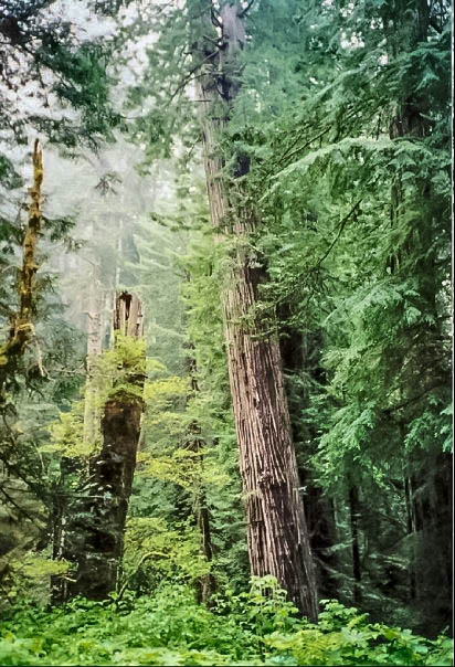 California Redwoods