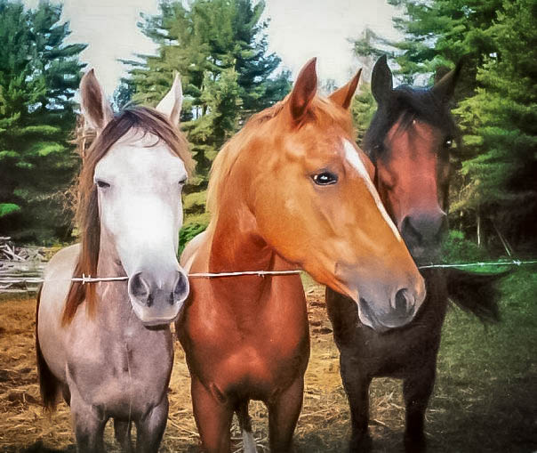 3 Horses in Virginia