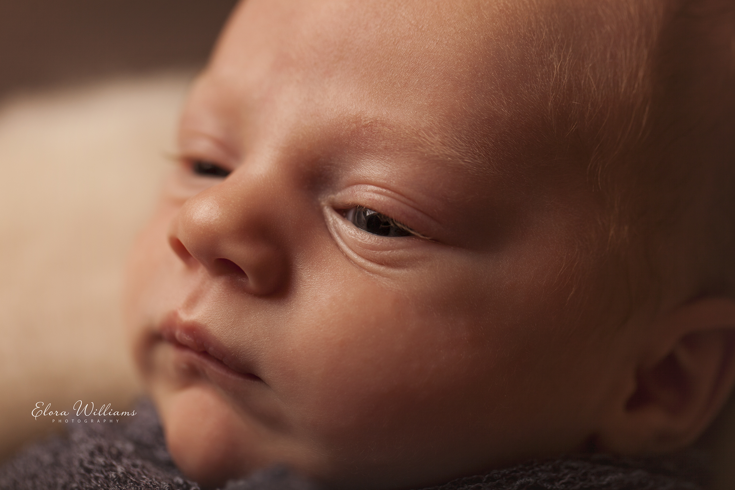 Newborn Photography  |  Elora Williams Photography