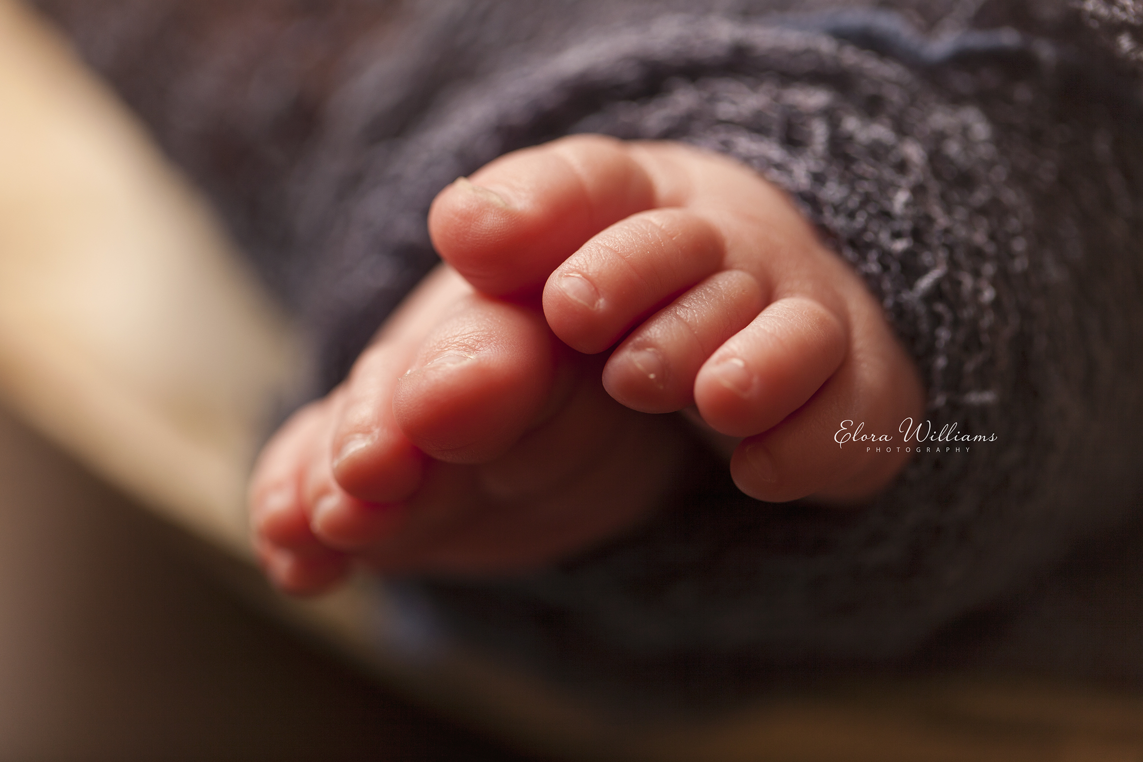 Newborn Photography  |  Elora Williams Photography