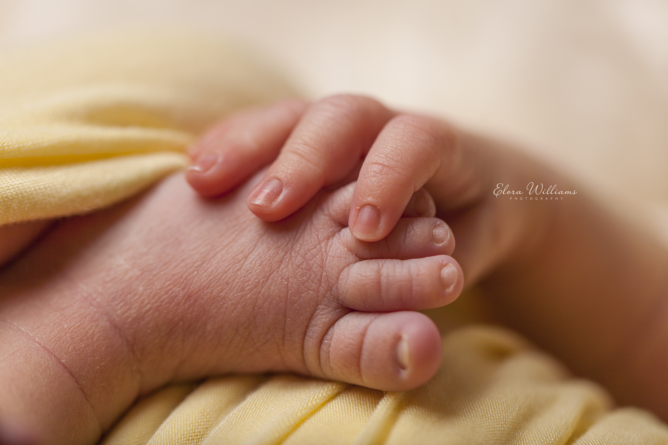 Elora Williams Photography Newborn Session