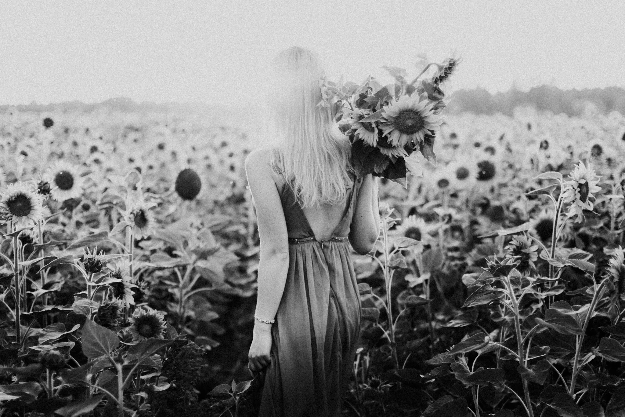 My_Sunflowers_web_bw-1065.jpg