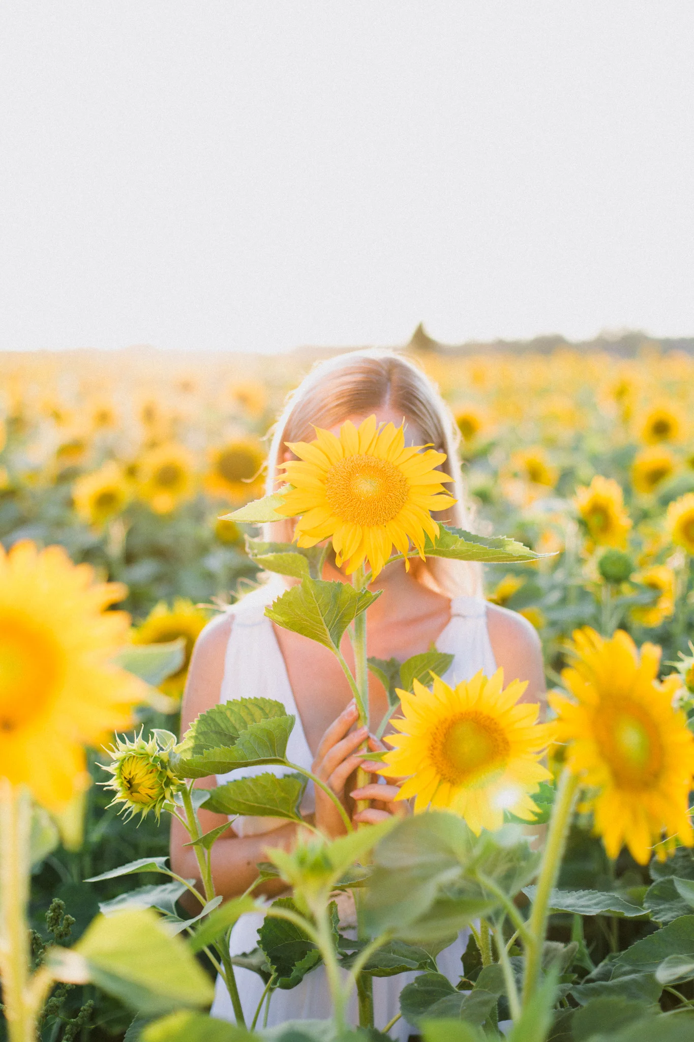 My_Sunflowers_web_color-1020.jpg