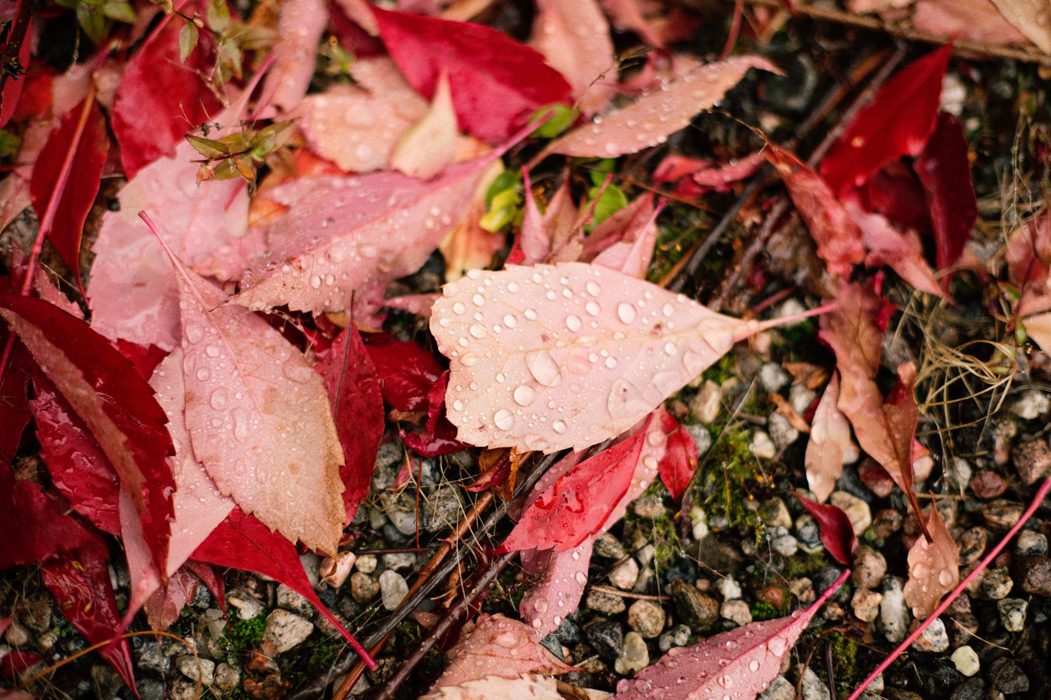 autumn_leaves-1003.jpg