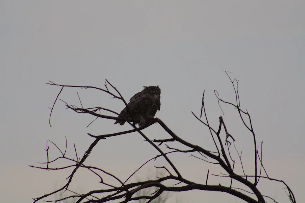 Great Horned Owl.JPG