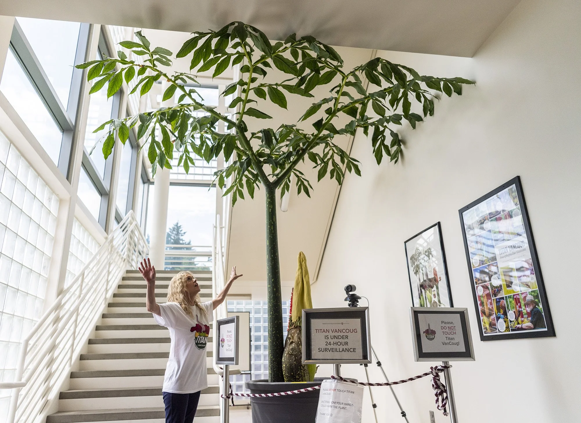  Titan VanCoug manager Dawn Freeman, left, talks about Washington State University Vancouver’s resident corpse flower and its upcoming bloom while standing underneath a mature leaf on Monday, June 26, 2023, at the WSUV Science and Engineering buildin
