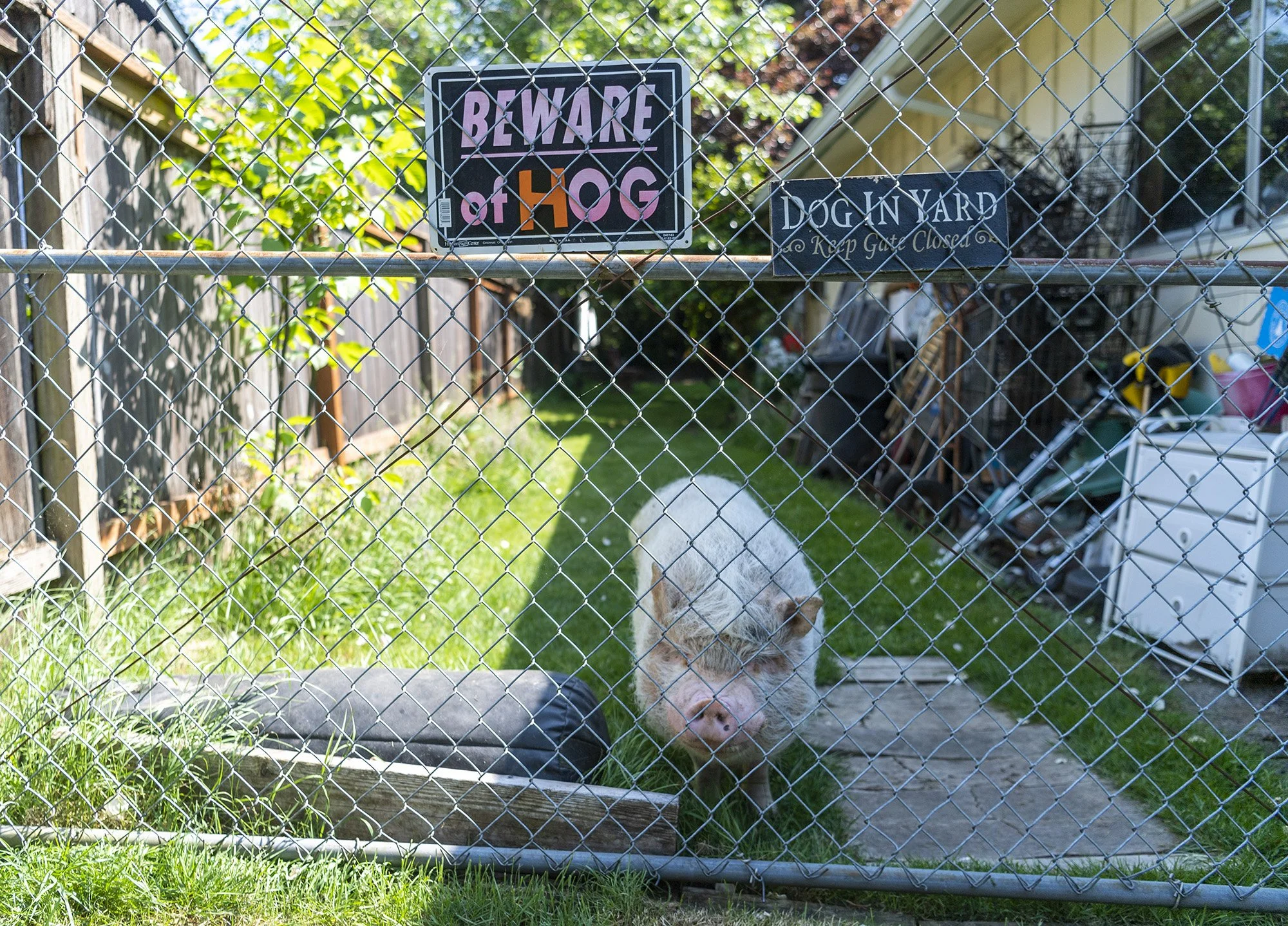  Puggles the pig stands behind the fence to his back yard on Friday, May 19, 2023, at the Blatty family’s home in Vancouver.  