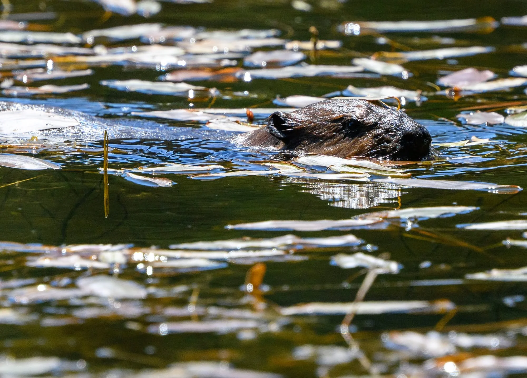 Folks they're calling it the best photo assignment in the history of the industry. 

On Thursday afternoon, the Cowlitz Indian Tribe released a rescued mama beaver and four kits into a remote area of the Gifford Pinchot National Forest, south of Moun