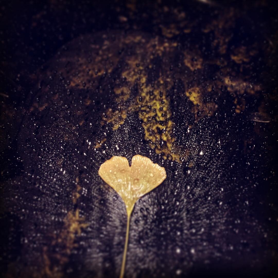 Lovely autumn leaf on a windshield lit by a street lamp after the rain #rainyday #leafs #nyc