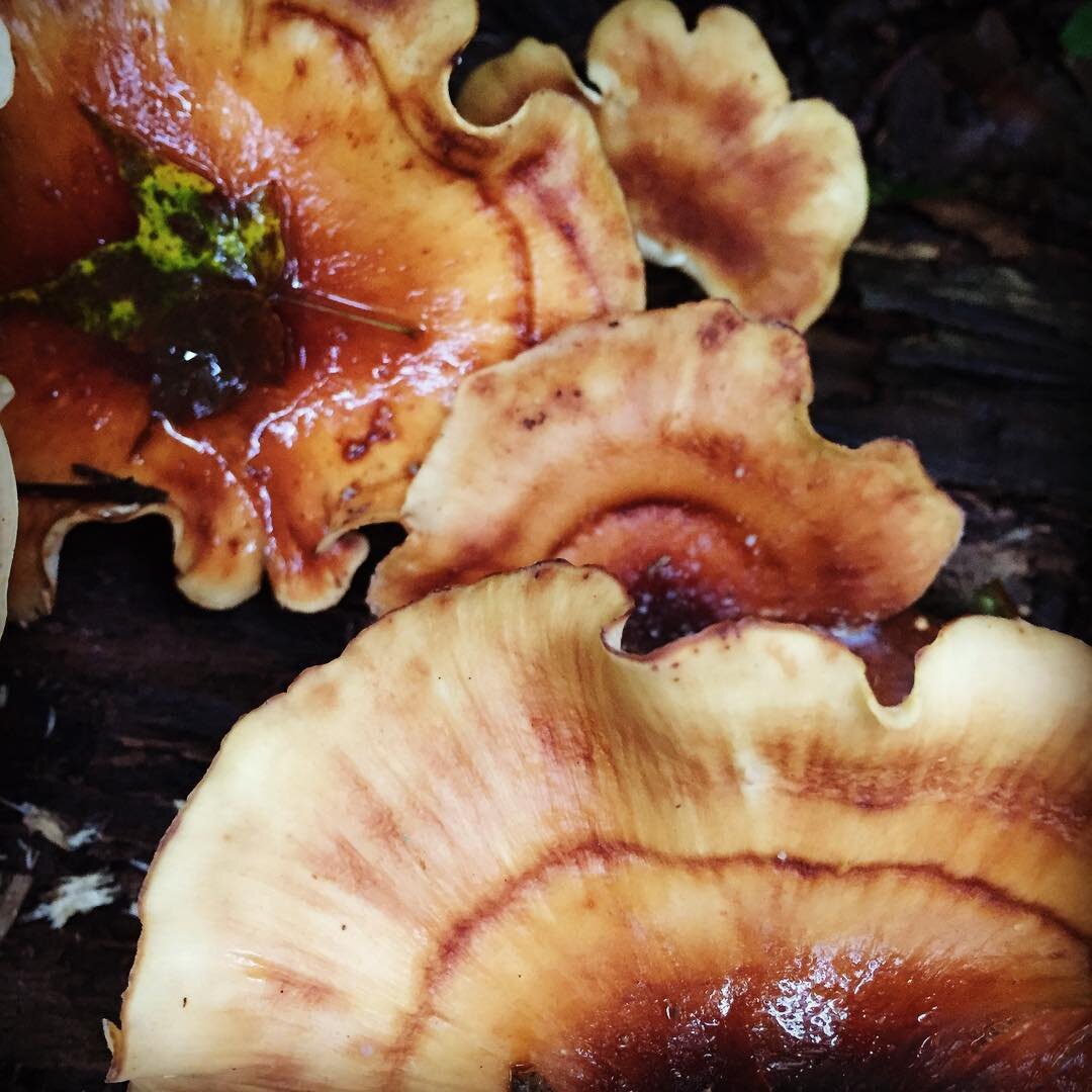 Rainy day hike #rain #fugus #forest