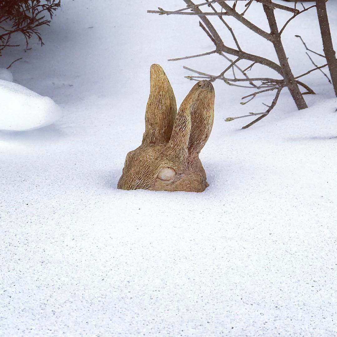 Bunny in my parent's front yard #snow #rabbit