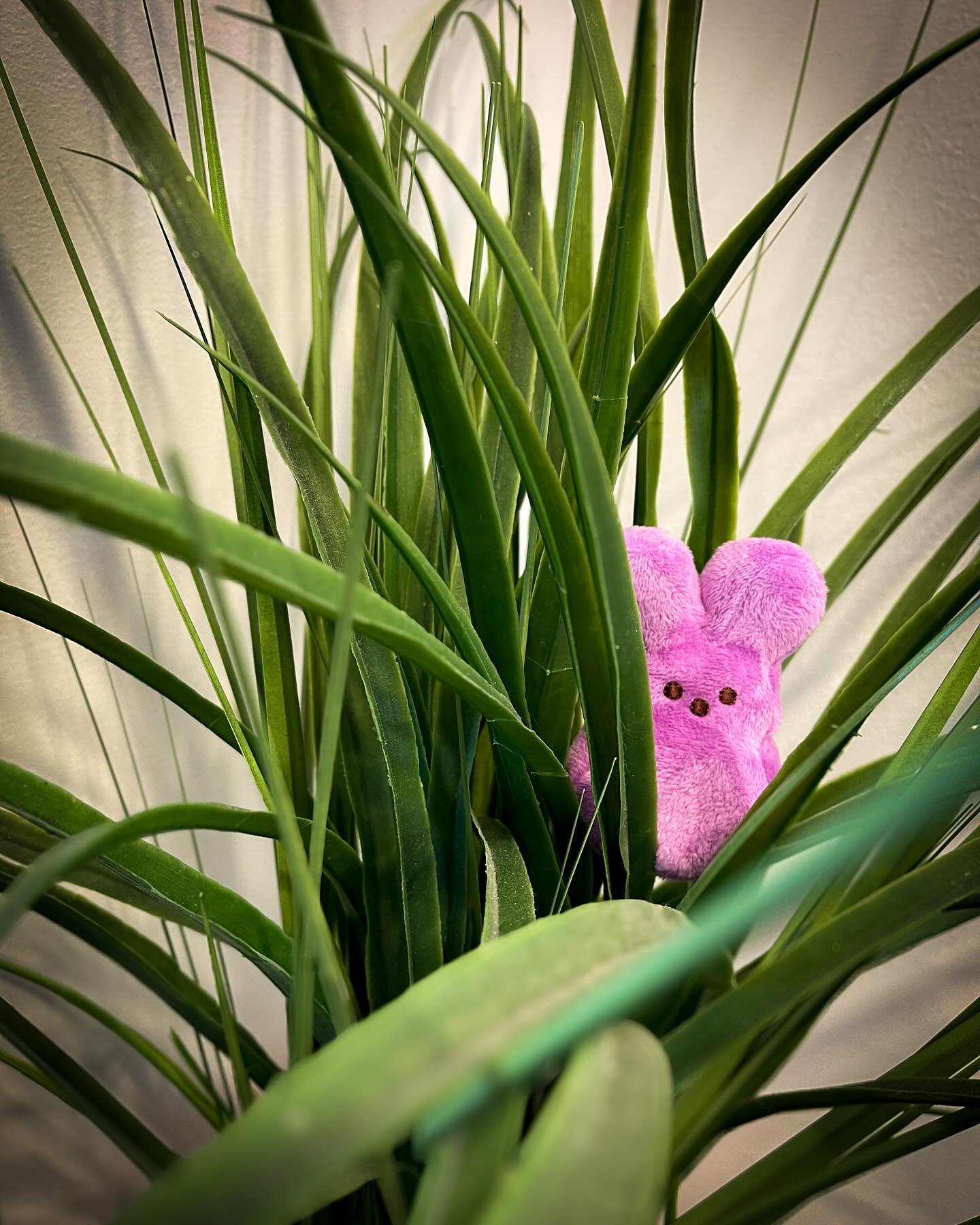 Having fun placing my plush Peeps around the house. Something silly to brighten one’s day! #peeps #spring