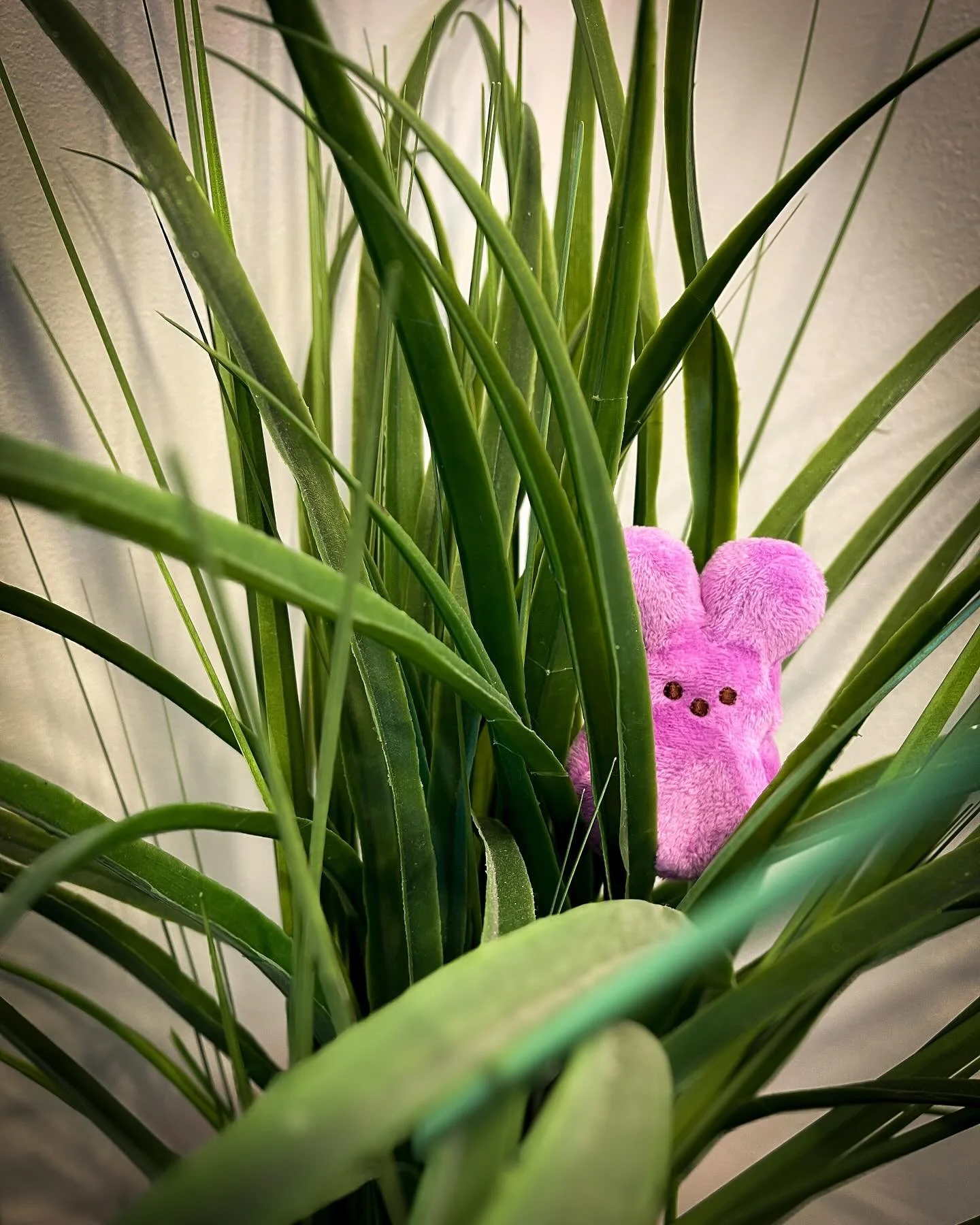 Having fun placing my plush Peeps around the house. Something silly to brighten one&rsquo;s day! #peeps #spring